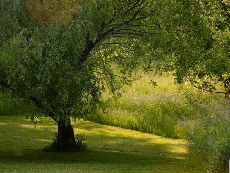 Create Quiet Zones For Wildlife Rest Create Quiet Zones For Wildlife Rest