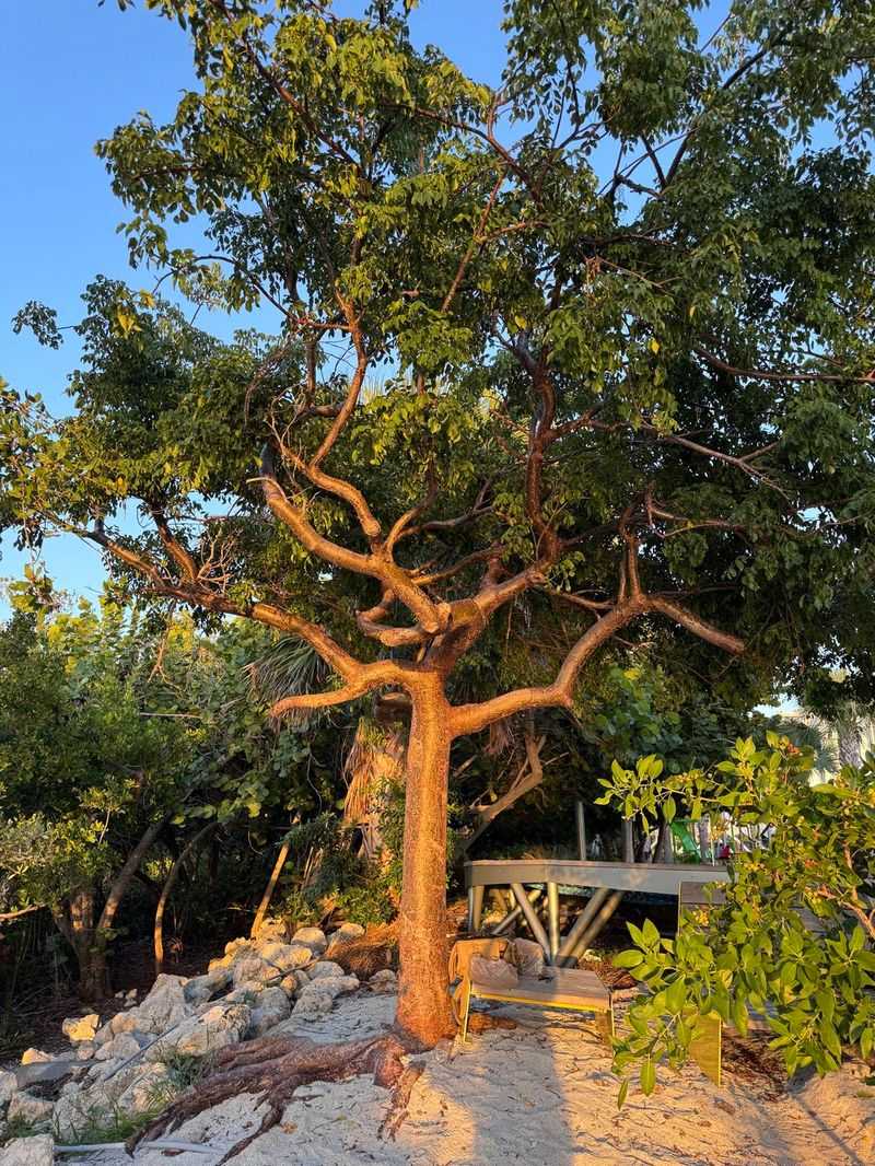 Create Summer Shade That Keeps Paying Off