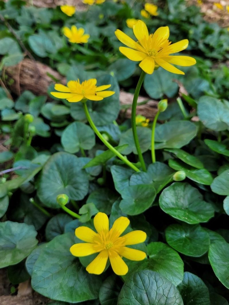 Creeping Buttercup Takes Over Damp Oregon Soil