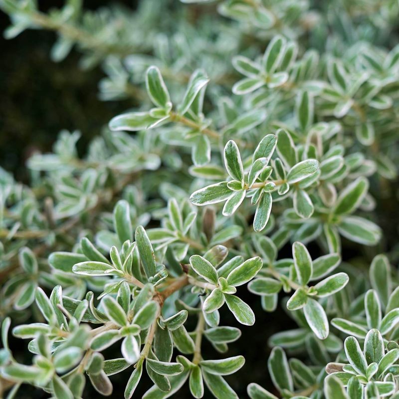 Creeping Coprosma Forms A Dense Evergreen Ground Layer Creeping Coprosma Forms A Dense Evergreen Ground Layer