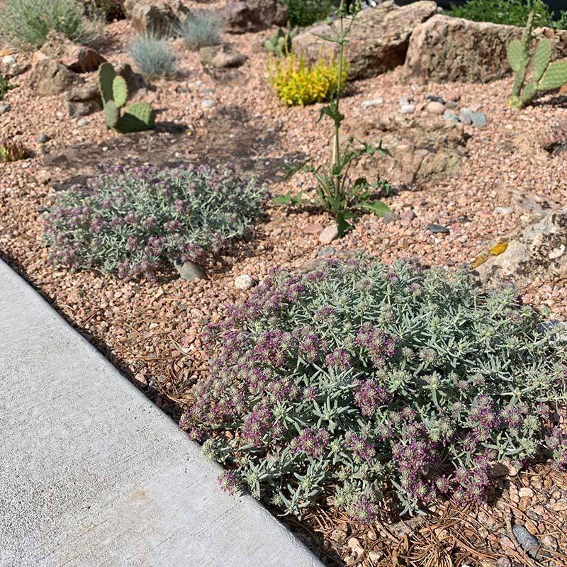 Creeping Germander Is A Strong Groundcover For Firewise Yards