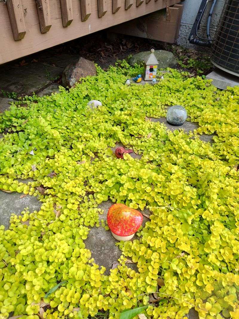 Creeping Jenny Brightening Up The Space Beneath Trees