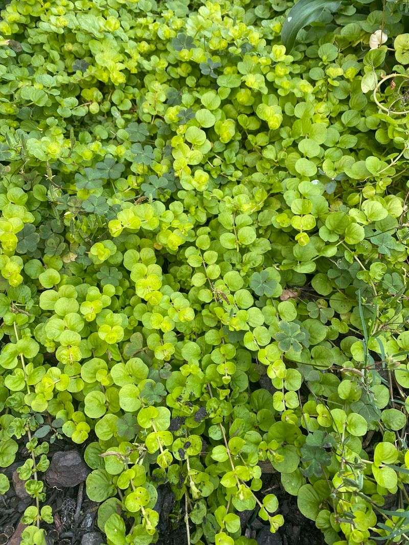 Creeping Jenny Is Not Native To North Carolina