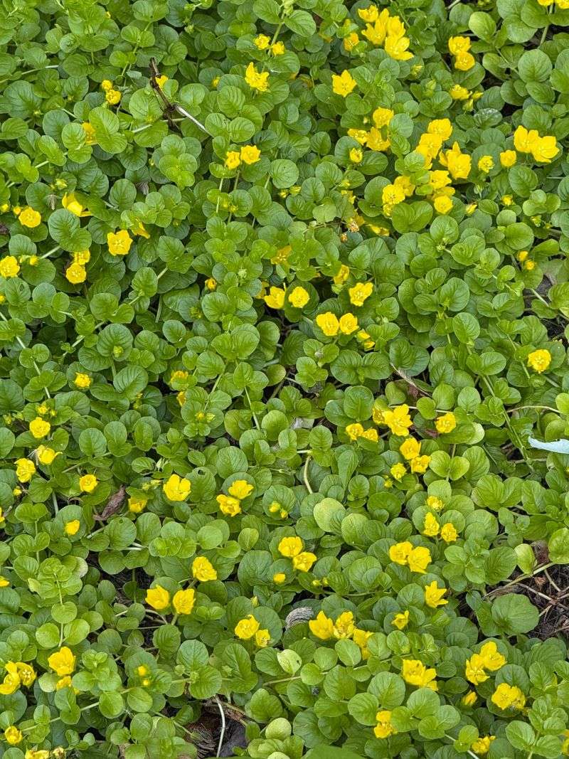 Creeping Jenny Creeping Jenny