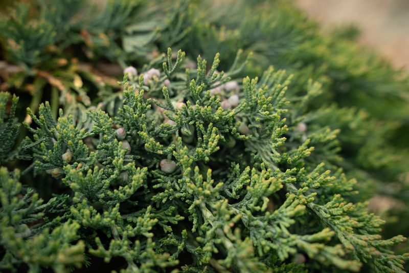 Creeping Juniper