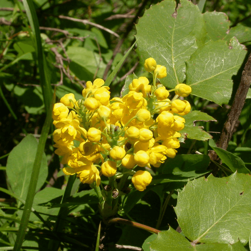 Creeping Oregon Grape Suits Lighter Tree Shade Creeping Oregon Grape Suits Lighter Tree Shade