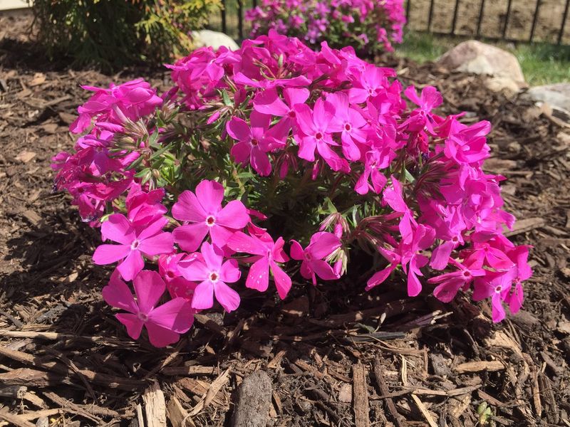Creeping Phlox