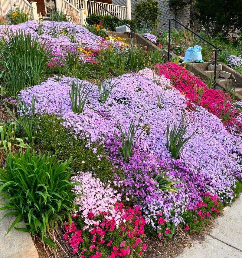 Creeping Phlox Creeping Phlox