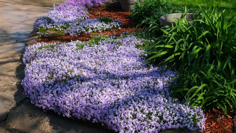 Creeping Phlox Blankets A Sunny Front Edge Creeping Phlox Blankets A Sunny Front Edge