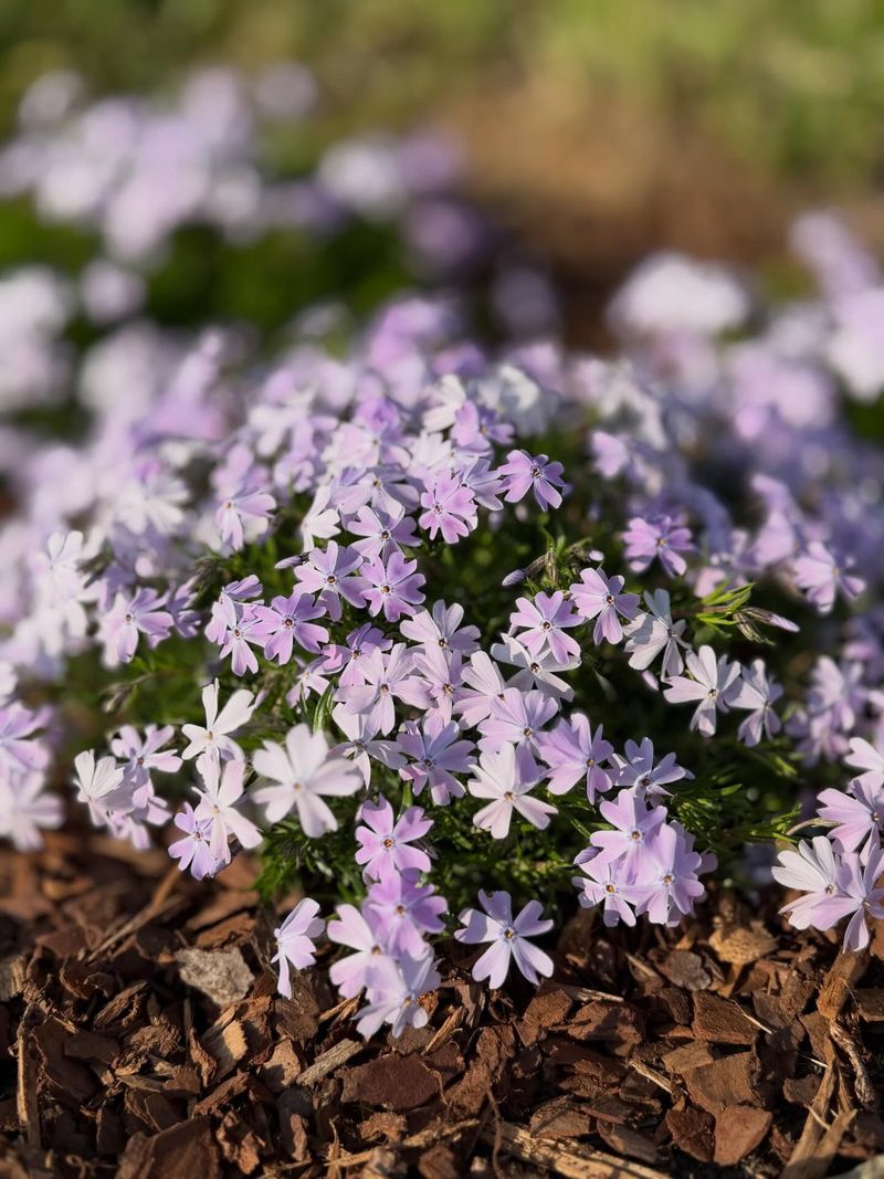 Creeping Phlox Forms A Living Mat In Shaded Beds Creeping Phlox Forms A Living Mat In Shaded Beds