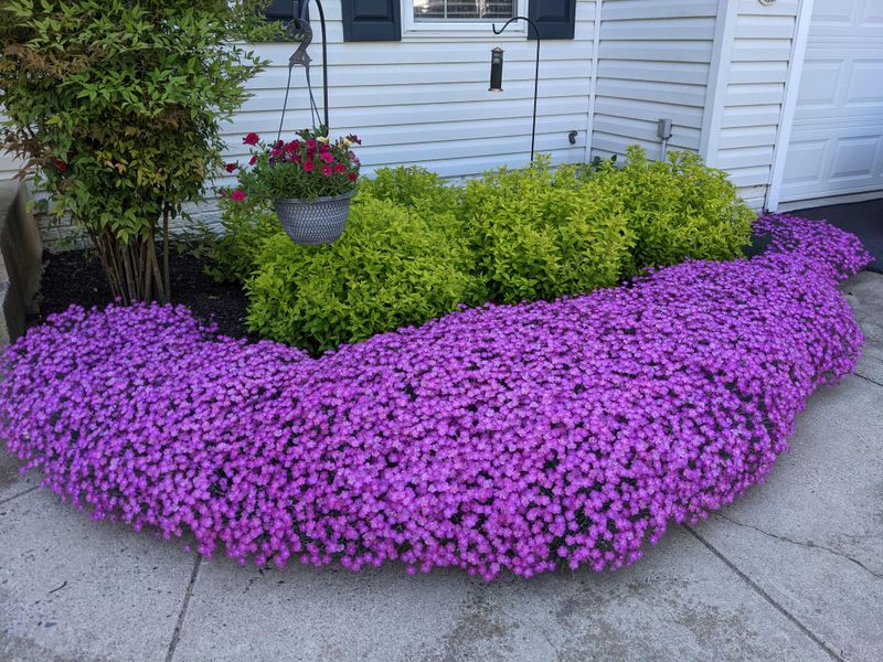 Creeping Phlox Makes A Low, Flowering Ground Layer Creeping Phlox Makes A Low, Flowering Ground Layer