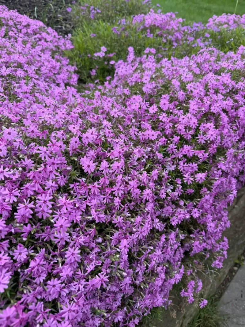Creeping Phlox Packing Spring Color Into Tight Spaces Creeping Phlox Packing Spring Color Into Tight Spaces