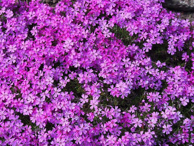 Creeping Phlox Trails Across Open Ground Creeping Phlox Trails Across Open Ground