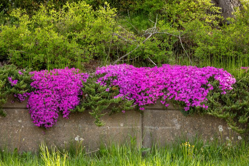 Creeping Phlox Creeping Phlox