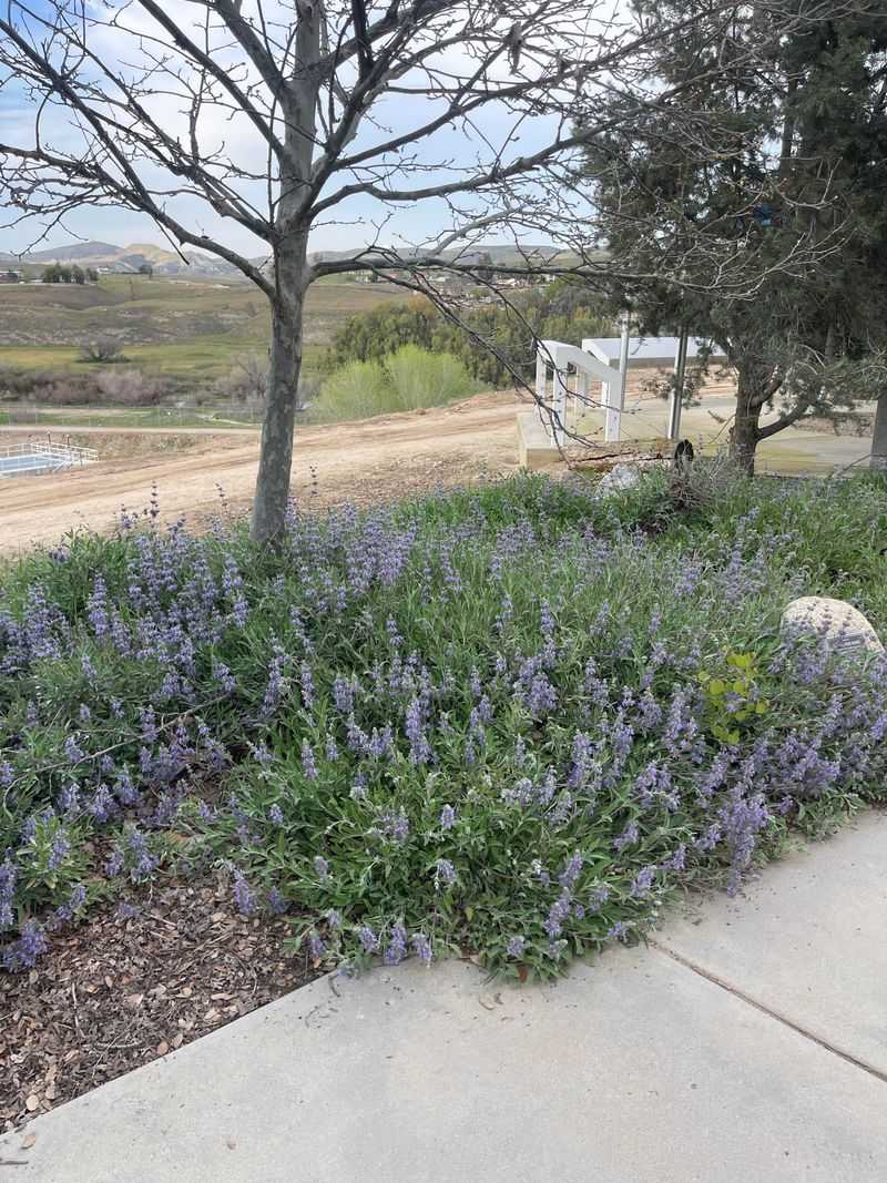 Creeping Sage Keeps Borders Below Sightlines