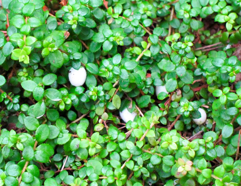 Creeping Snowberry Fills In Around Dry Woodland Edges