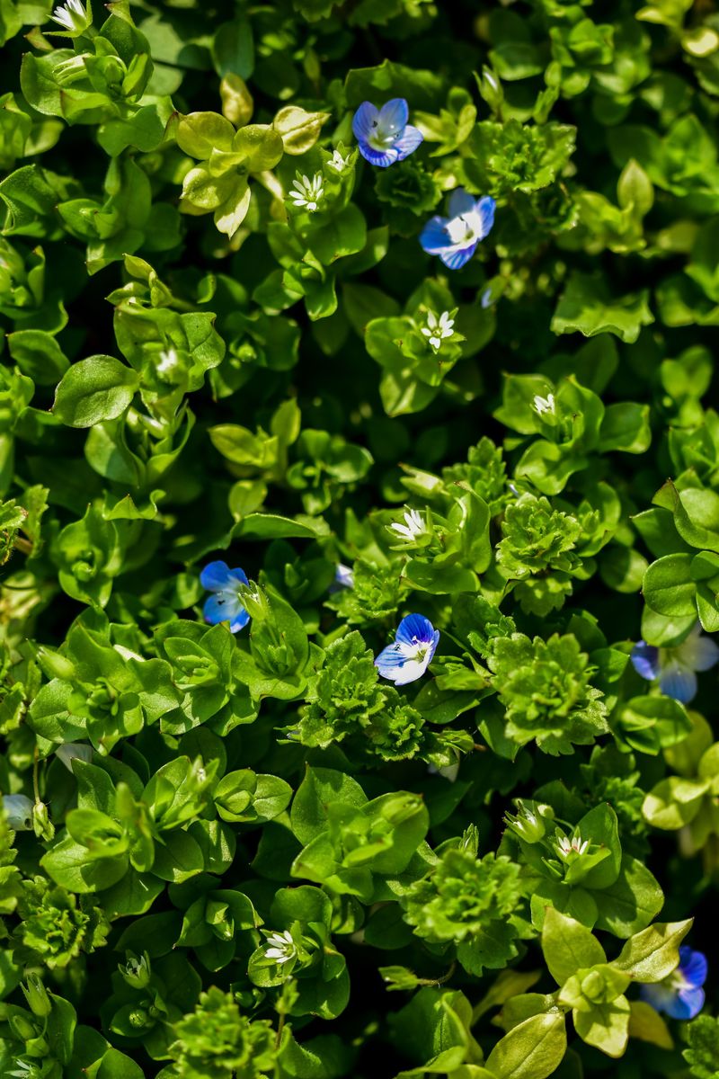 Creeping Stems Make Expansion Easy To Manage