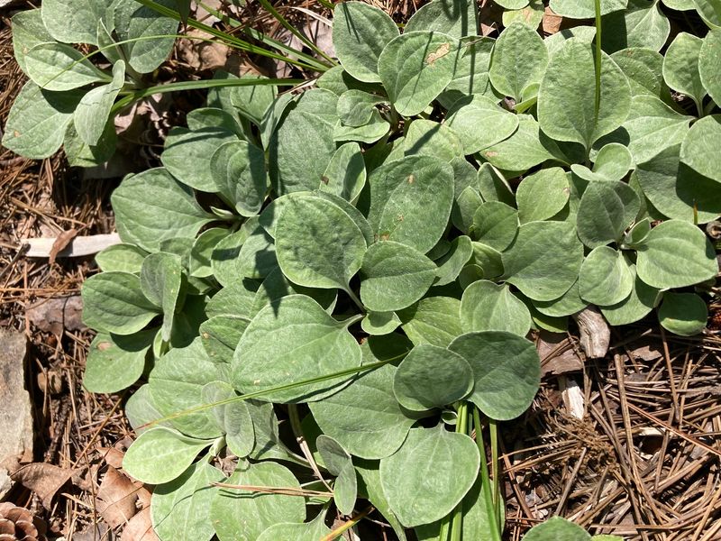 Creeping Stolons Help Bare Soil Fill In Naturally Creeping Stolons Help Bare Soil Fill In Naturally