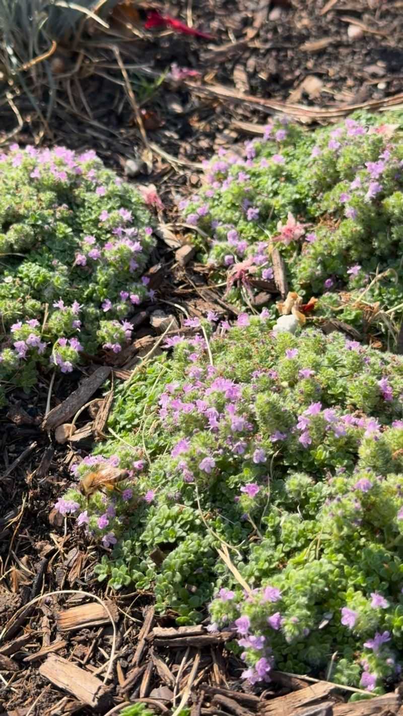 Creeping Thyme Creates A Living Groundcover Creeping Thyme Creates A Living Groundcover