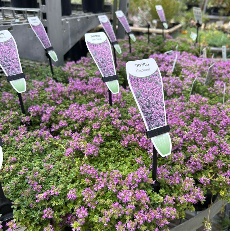 Creeping Thyme Softening Pot Edges Without Much Water Creeping Thyme Softening Pot Edges Without Much Water