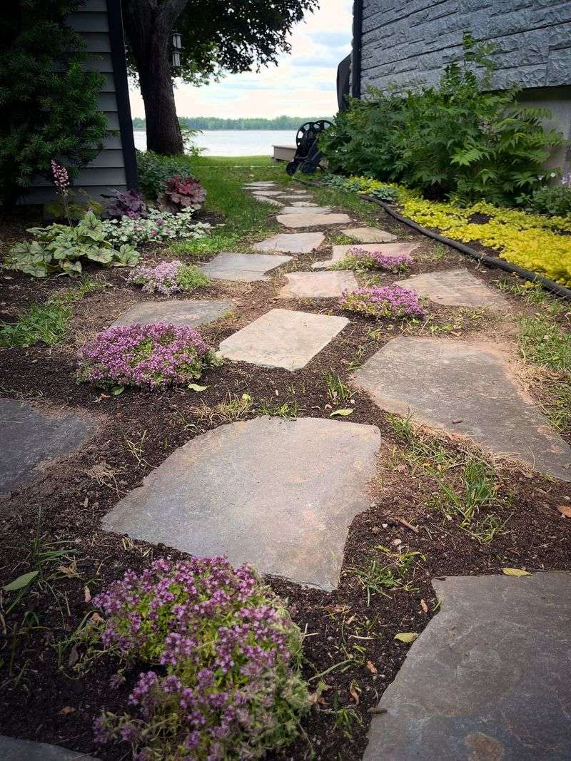 Creeping Thyme Stays Low Between The Pavers Creeping Thyme Stays Low Between The Pavers