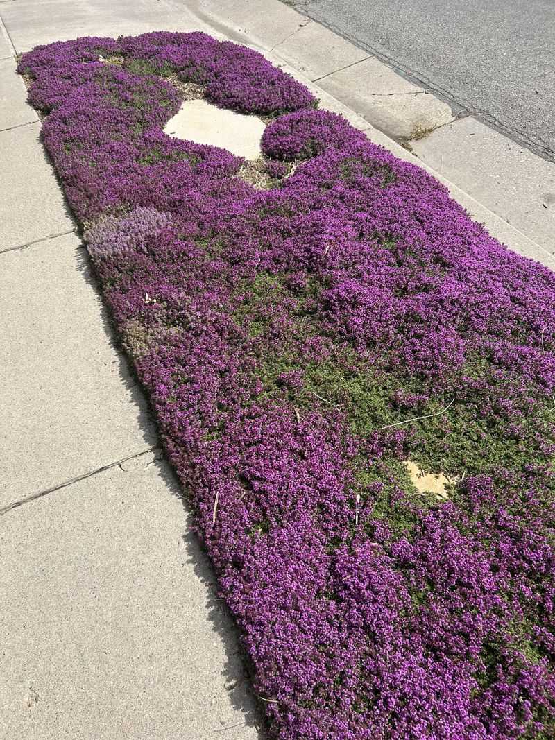 Creeping Thyme Stays Short And Easy To Maintain Creeping Thyme Stays Short And Easy To Maintain
