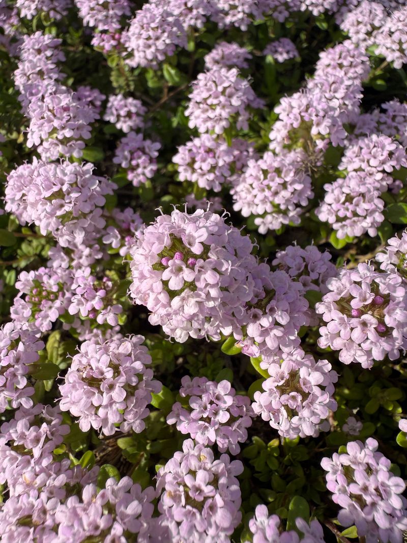 Creeping Thyme Creeping Thyme