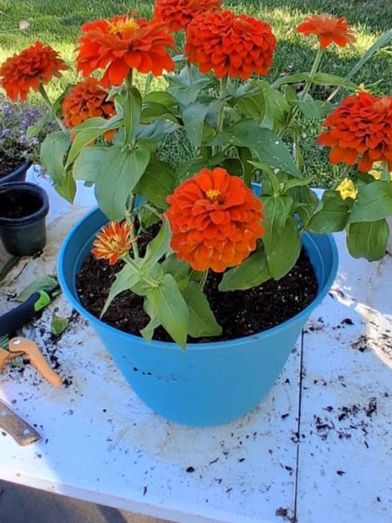 Creeping Zinnia Brings Small Bright Blooms