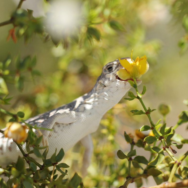 Creosote Bushes Offer Food And Shelter