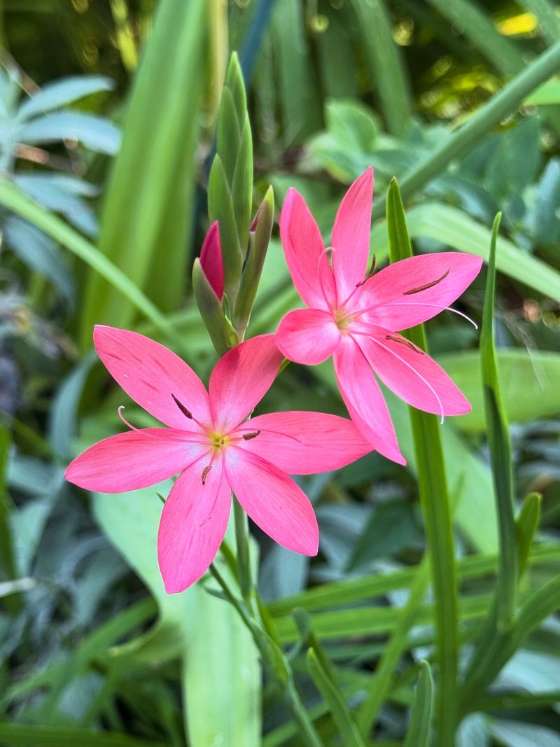 Crimson River Lily Brings Late Day Flowers