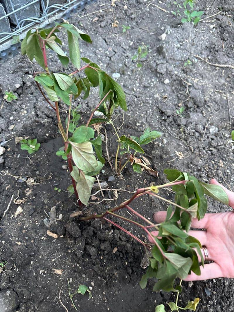 Crispy Foliage Can Come From Drought Stress