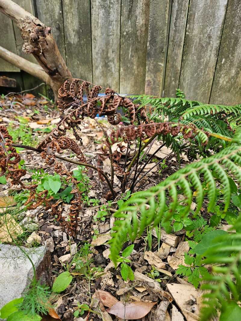 Crispy Frond Tips Are The First Warning