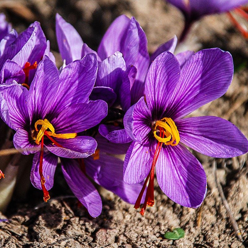 Crocus Adds Early Color From Small Fall-Planted Corms