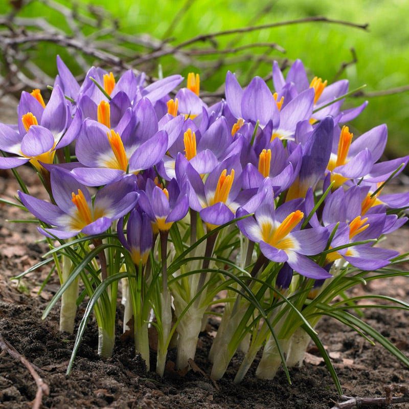 Crocus Bring Early Spring Color Without Much Fuss