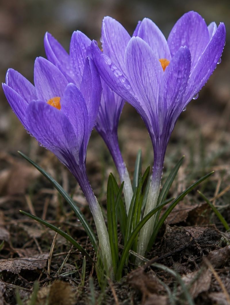 Crocus Starts Spring Early