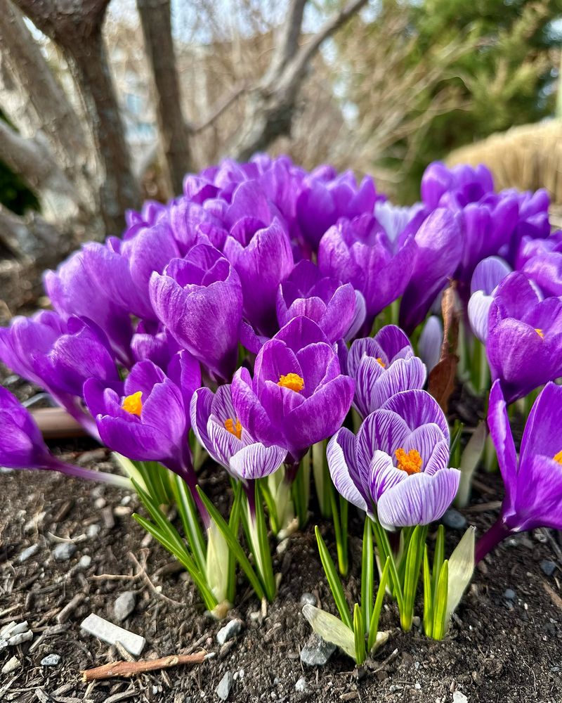 Crocus Starts The Show Early Crocus Starts The Show Early