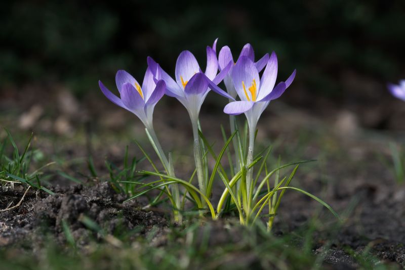 Crocuses Crocuses