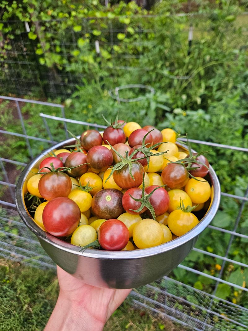 Crops You Must Bring In Before A Light Frost Crops You Must Bring In Before A Light Frost