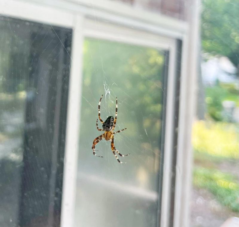 Cross Orb-Weavers Return To Gardens Each Fall Cross Orb-Weavers Return To Gardens Each Fall