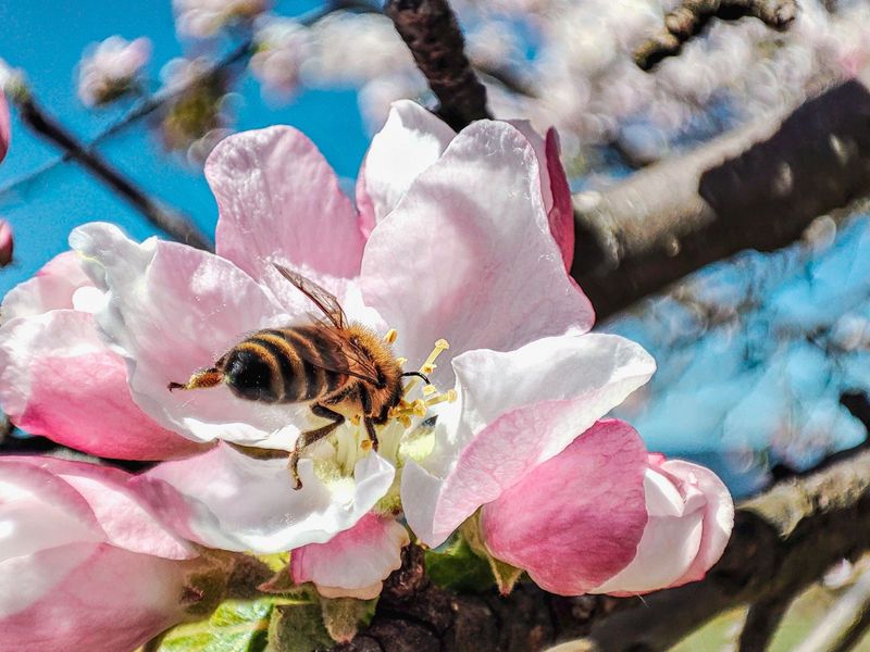 Cross Pollination Partners Are Missing Nearby