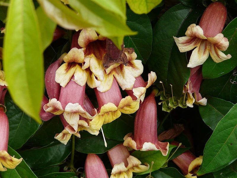 Crossvine Covers Fences With Trumpet Shaped Blooms Crossvine Covers Fences With Trumpet Shaped Blooms