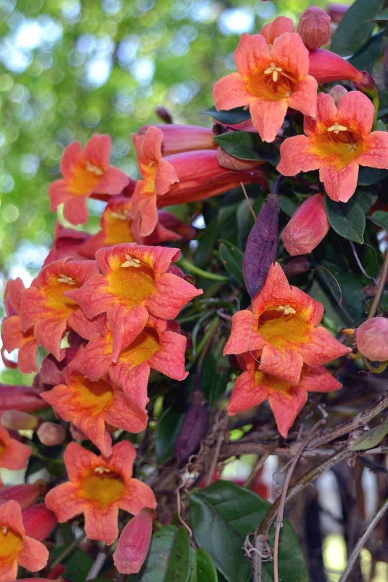 Crossvine Covers Tall Supports With Fiery Spring Trumpets Crossvine Covers Tall Supports With Fiery Spring Trumpets