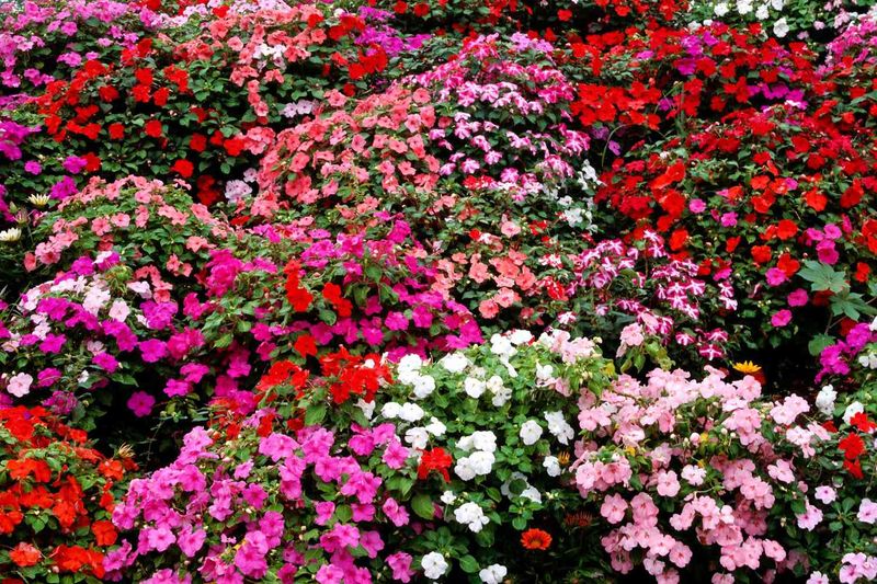 Crowded Beds Can Turn Late Summer Moisture Into Trouble