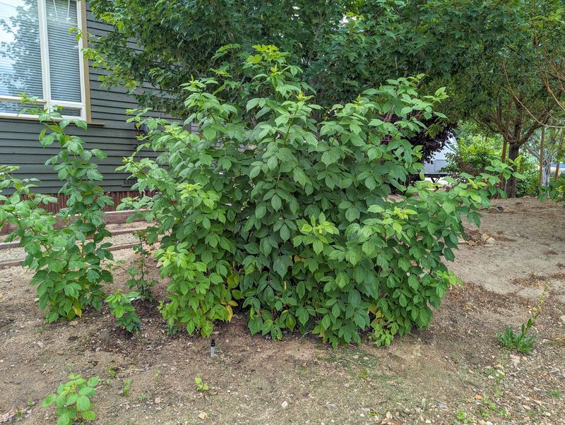 Crowded Canes Trapping Moisture Way Too Easily Crowded Canes Trapping Moisture Way Too Easily