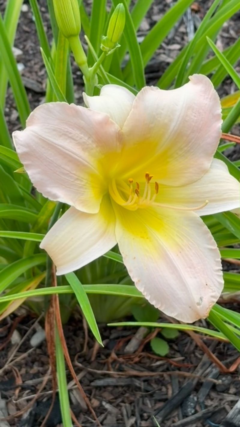Crowded Clumps Bloom Less Crowded Clumps Bloom Less