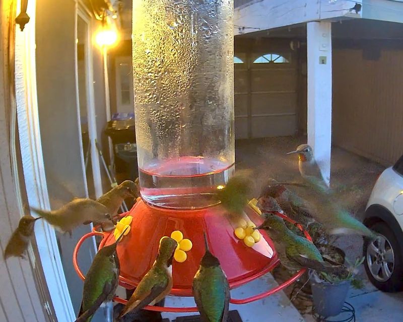 Crowded Feeding Times Can Trigger More Chasing