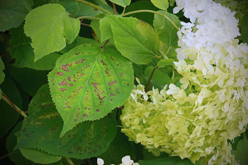 Crowded Foliage Gives Late Summer Leaf Spots An Opening Crowded Foliage Gives Late Summer Leaf Spots An Opening