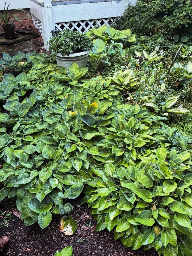 Crowded Hostas Start Showing Signs They Need More Room