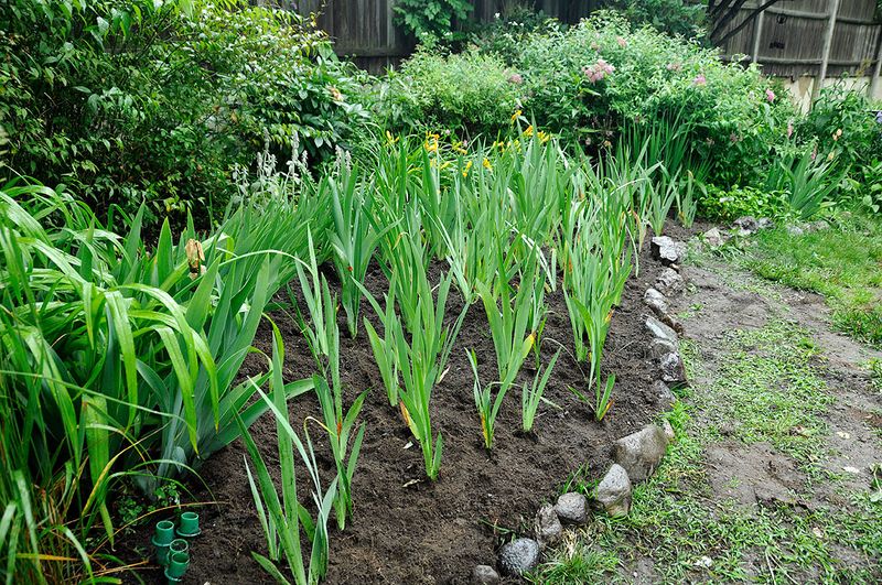 Crowded Iris Clumps Need More Breathing Room