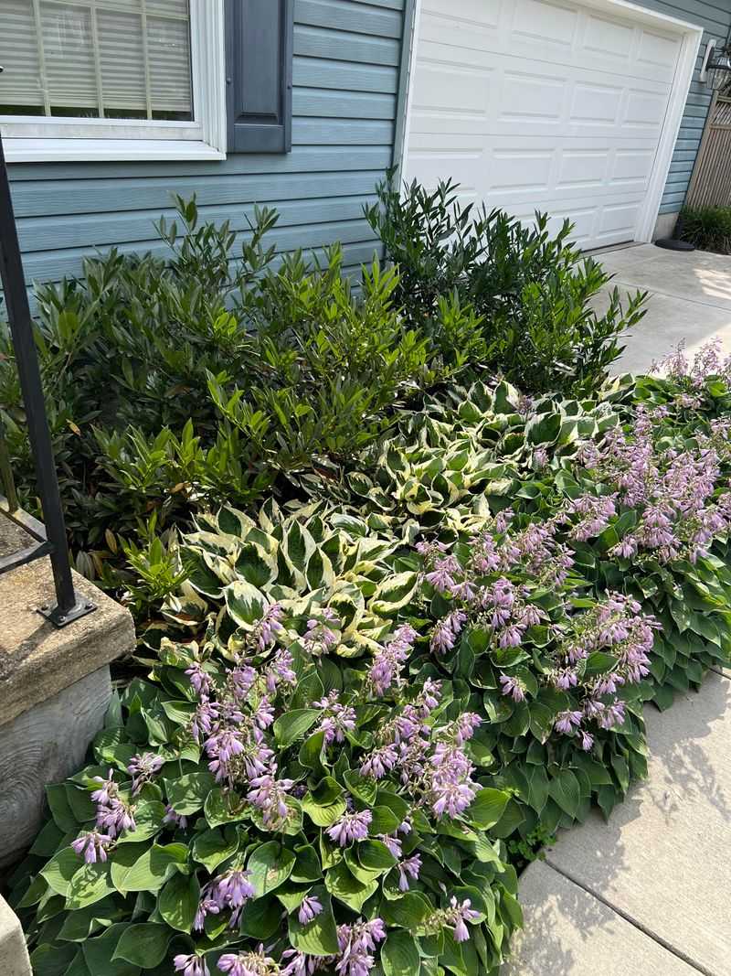 Crowded Leaves Trap Humidity